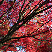 Buy canvas prints of Autumn red leaves on Acer tree by Mike Dale