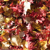 Buy canvas prints of Close up autumn leaves by Mike Dale