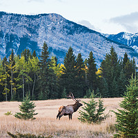 Buy canvas prints of Elk in the Rocky Mountains, Alberta, Canada by JIA HE