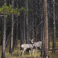 Buy canvas prints of wild deer in the Banff National Park by JIA HE