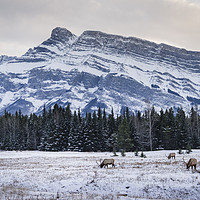 Buy canvas prints of Banff National Park landscape by JIA HE