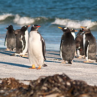 Buy canvas prints of Penguins on the beach by Steve Bishop