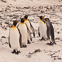 Buy canvas prints of On parade eyes left - Falkland island Penguins. by Steve Bishop