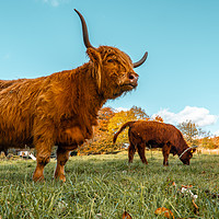 Buy canvas prints of Highland cow by john lonsdale