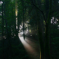 Buy canvas prints of Early Morning Sunbeam, Kennall Vale by Roz Collins