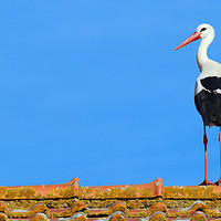 Buy canvas prints of Stork on a Barn Roof by Roz Collins