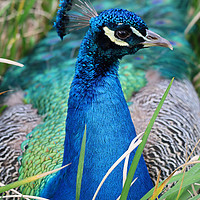Buy canvas prints of Resting Peacock by Roz Collins