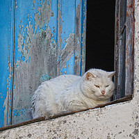 Buy canvas prints of A White Cat in Marvao, Portugal by Roz Collins