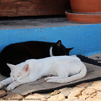 Buy canvas prints of Taking a Cat Nap by Roz Collins