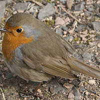 Buy canvas prints of Little Robin by michael paterson