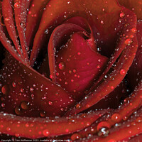 Buy canvas prints of Glistening Rose in the Rain by Tom McPherson