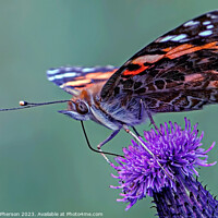 Buy canvas prints of Painted Lady butterfly by Tom McPherson