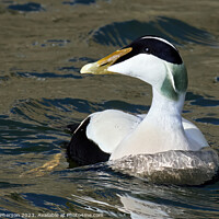 Buy canvas prints of Majestic Common Eider Duck by Tom McPherson