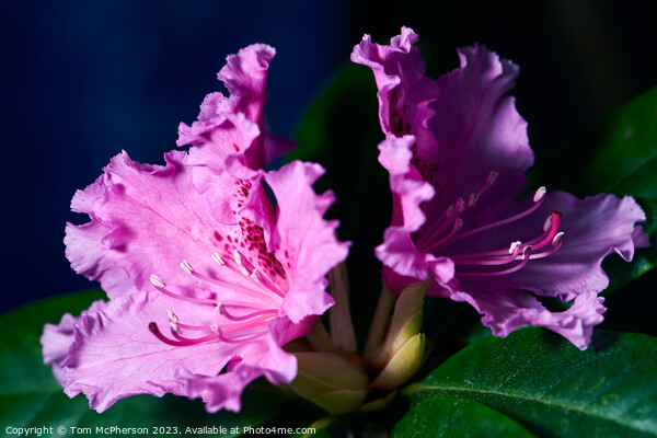 Schneekrone Rhododendron in Bloom Picture Board by Tom McPherson