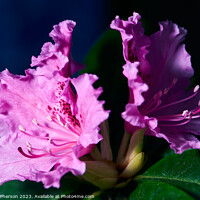 Buy canvas prints of Schneekrone Rhododendron in Bloom by Tom McPherson