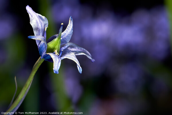 Enchanting Bluebells Picture Board by Tom McPherson