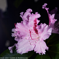 Buy canvas prints of Blooming Rhododendron by Tom McPherson