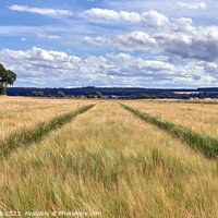 Buy canvas prints of The Golden Fields of Moray by Tom McPherson