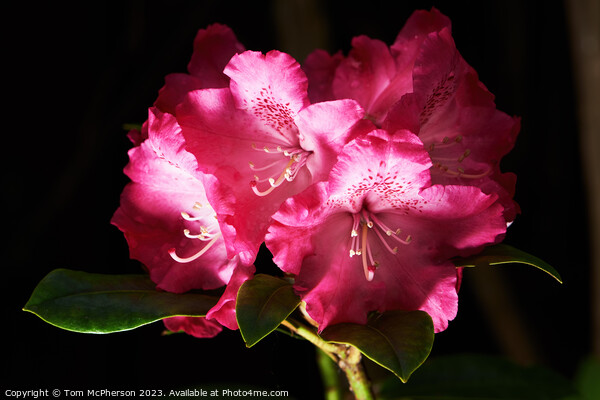 Elegant Mauve Rhododendron Picture Board by Tom McPherson