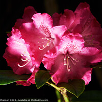 Buy canvas prints of Elegant Mauve Rhododendron by Tom McPherson