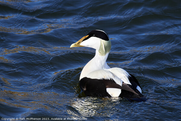 Striking Common Eider Duck, Burghead Harbour Picture Board by Tom McPherson