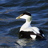 Buy canvas prints of Striking Common Eider Duck, Burghead Harbour by Tom McPherson