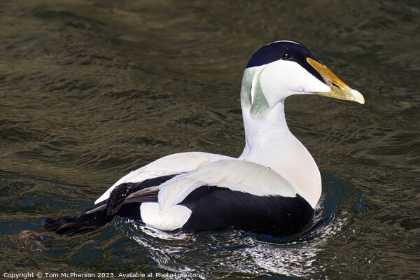  Common Eider Duck, Burghead Harbour Picture Board by Tom McPherson