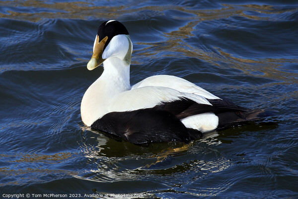 Graceful Eider Ducks Picture Board by Tom McPherson