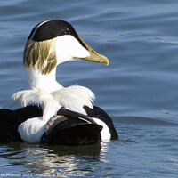 Buy canvas prints of Regal Eider Duck by Tom McPherson
