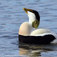 Buy canvas prints of Eider Duck, Male by Tom McPherson
