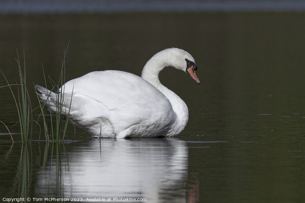 Mute Swan at Blairs Loch Picture Board by Tom McPherson