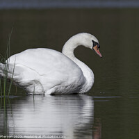 Buy canvas prints of Mute Swan at Blairs Loch by Tom McPherson