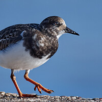 Buy canvas prints of Ruddy Turnstone at Burghead Harbour by Tom McPherson