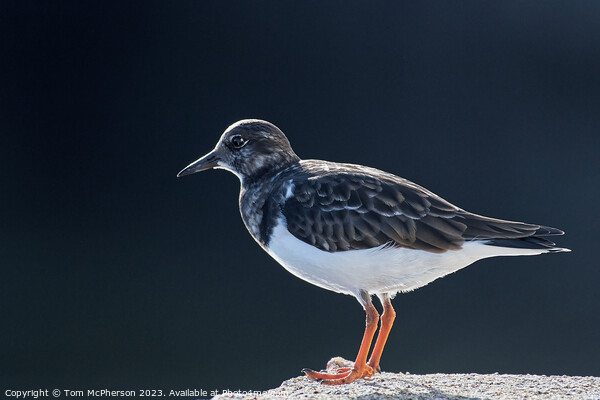 Ruddy Turnstone Picture Board by Tom McPherson