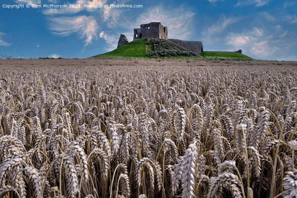 Field of Barley at Duffus Castle Picture Board by Tom McPherson
