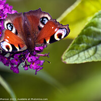 Buy canvas prints of Vibrant Peacock Butterfly by Tom McPherson