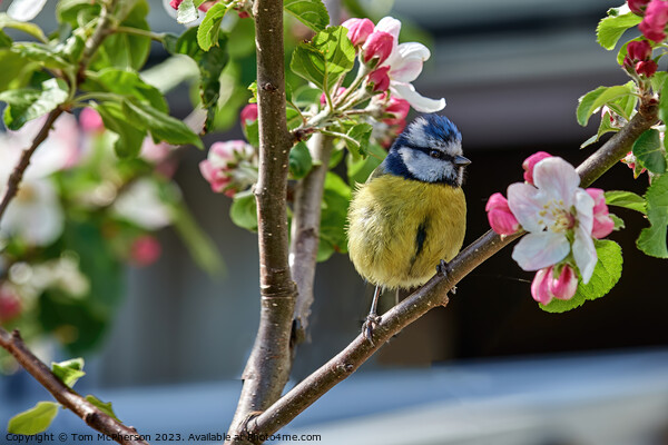 Serene Bluetit Amidst Apple Blossoms Picture Board by Tom McPherson