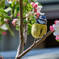 Buy canvas prints of Serene Bluetit Amidst Apple Blossoms by Tom McPherson