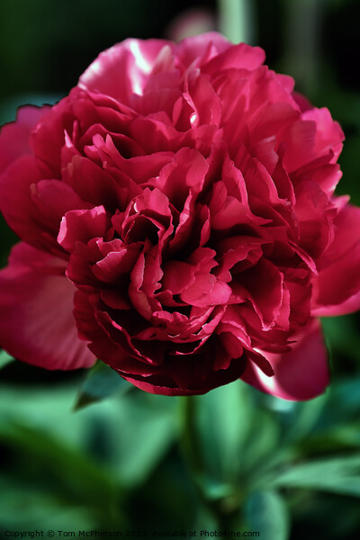 Vibrant Peony Bloom Picture Board by Tom McPherson