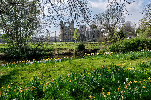 Serene Beauty of Elgin Cathedral Picture Board by Tom McPherson