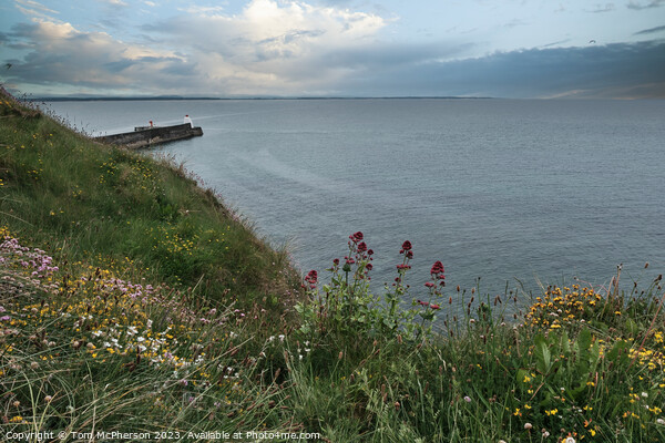 Burghead Pier  Picture Board by Tom McPherson
