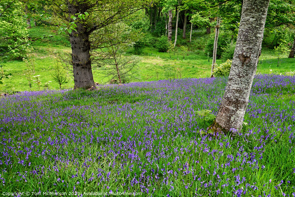 Serene Bluebell Wood Picture Board by Tom McPherson