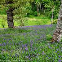 Buy canvas prints of Serene Bluebell Wood by Tom McPherson