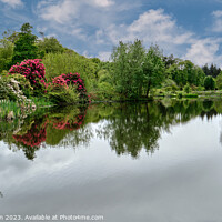 Buy canvas prints of Reflections of Rhododendrons by Tom McPherson