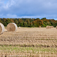 Buy canvas prints of Golden Bales of Harvest by Tom McPherson