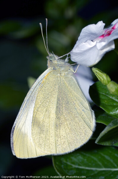 Cabbage White Picture Board by Tom McPherson