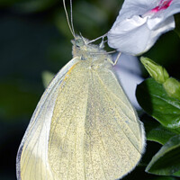 Buy canvas prints of Cabbage White by Tom McPherson