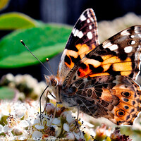 Buy canvas prints of A colorful Painted Lady butterfly on a flower by Tom McPherson