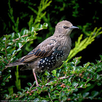 Buy canvas prints of Delicate Young Starling by Tom McPherson
