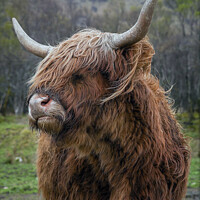 Buy canvas prints of Regal Highland Cow by Tom McPherson